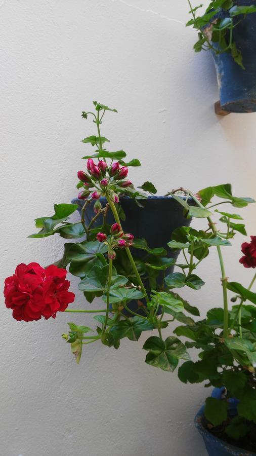 Hostal Azahar Cordoba Exterior photo